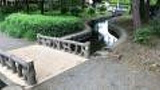 石神井公園の中！