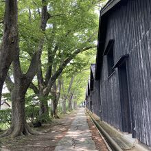 裏の欅並木もお見逃しなく