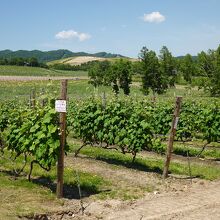 周りにはブドウ畑が広がります