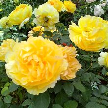 ローズガーデン