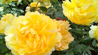 ローズガーデン