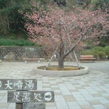 2月中旬、桜は咲き始め