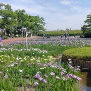 へきなん花しょうぶまつり