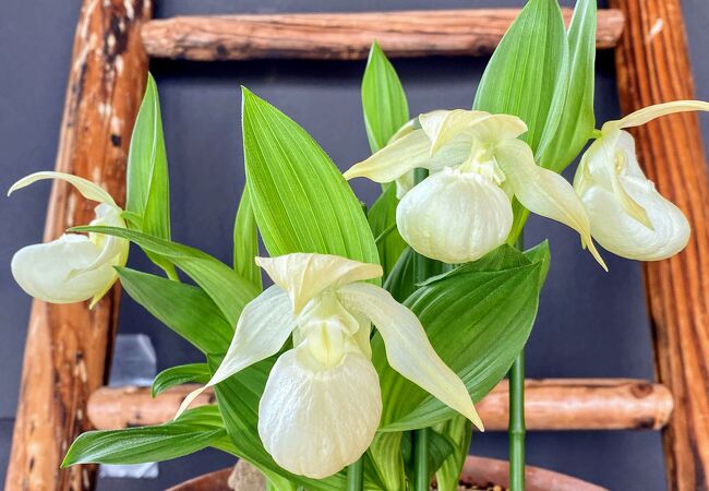 礼文町高山植物園 クチコミ アクセス 営業時間 礼文島 フォートラベル 礼文町高山植物園 クチコミ アクセス 営業時間 礼文島 フォートラベル