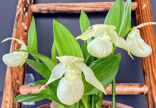 礼文町高山植物園