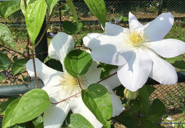 筑波実験植物園 クチコミ アクセス 営業時間 つくば フォートラベル