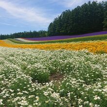 「彩りの畑」　四角い枠が用意されている場所がベストスポット。