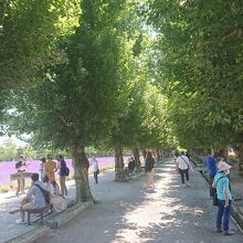 「倖の畑」の南側にはポプラ並木