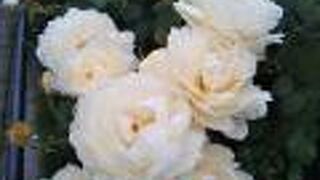 ローズガーデン