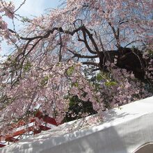 しだれ桜