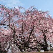 桜の名所