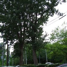 道路の横から大木が茂っています