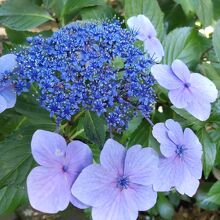 山陰には 紫陽花♪