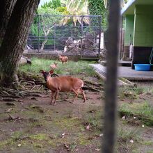 キョンかわいいです