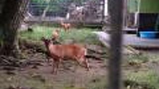 敷地内かなり広いです