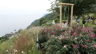 9月は夏と秋の花の競演と秋咲きバラが見事