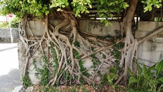 これぞ自然の生命力