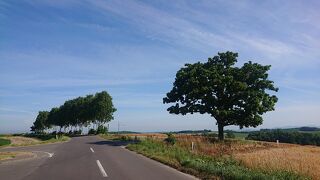 美瑛丘陵に立つCMで採用された木。北海道らしい景色を楽しめます。