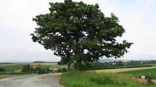 形のきれいな大きな木