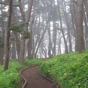 種差海岸沿いでの見どころの一つ。松林の風情が楽しめます