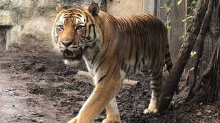 動物たちが生き生きしています&#8252;