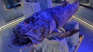 シーラカンスの冷凍標本は見ごたえあり
