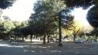 秋にはシイの実ひろいで人々が集まります　