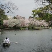 湖畔の桜を眺めながらスワンボートなど３種類のボートに乗れます。