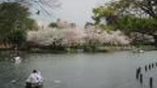 湖畔の桜を眺めながらスワンボートなど３種類のボートに乗れます。