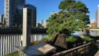 由緒ある松の木