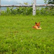 野生のキタキツネに遭遇！