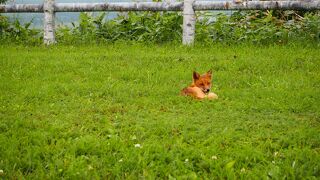 野生のキタキツネに遭遇！