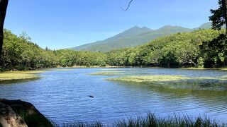 ガイドの綾野さんがとても詳しくて、知床の自然を満喫できました