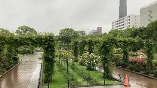 みなと横浜の定番観光地です。いつも花々が綺麗です。