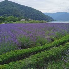 河口湖　大石公園