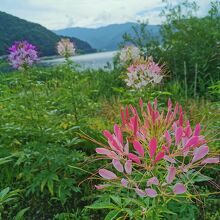 河口湖　大石公園