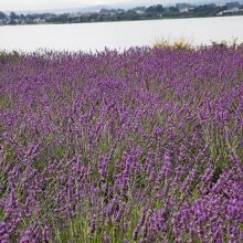 河口湖　大石公園