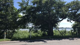 鳥屋野潟公園 (女池地区)