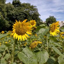 尼崎市農業公園