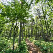 川湯温泉から硫黄山までの散策路「つつじヶ原自然探勝路」