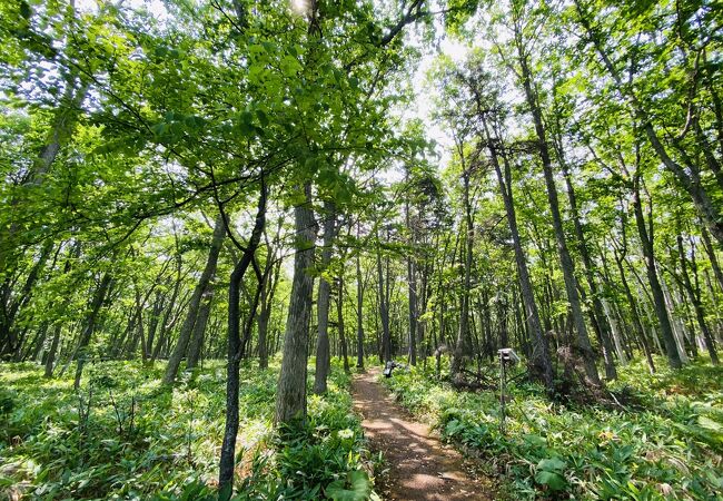 川湯温泉から硫黄山までの散策路「つつじヶ原自然探勝路」