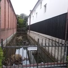 時季によっては花が咲く？