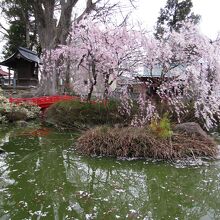 池周辺の桜が見頃でした