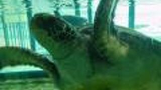 間近でウミガメを観察できる