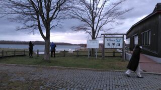 白鳥がいました！