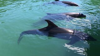 イルカと触れ合える珍しい水族館