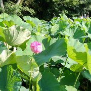 季節の花を楽しめる