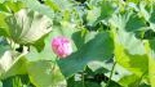 季節の花を楽しめる