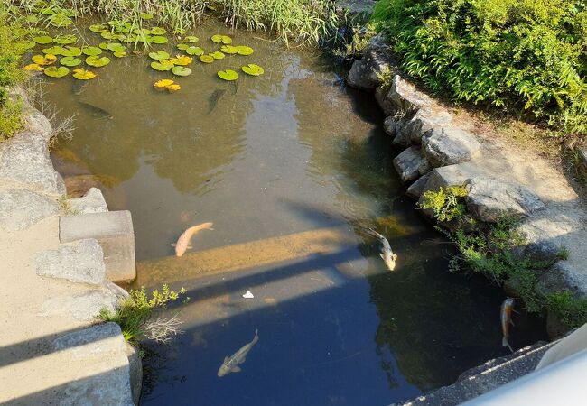 滋賀県立近江富士花緑公園 クチコミ アクセス 営業時間 野洲 竜王 フォートラベル