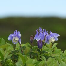 井戸岳に群生するミヤマオダマキ。